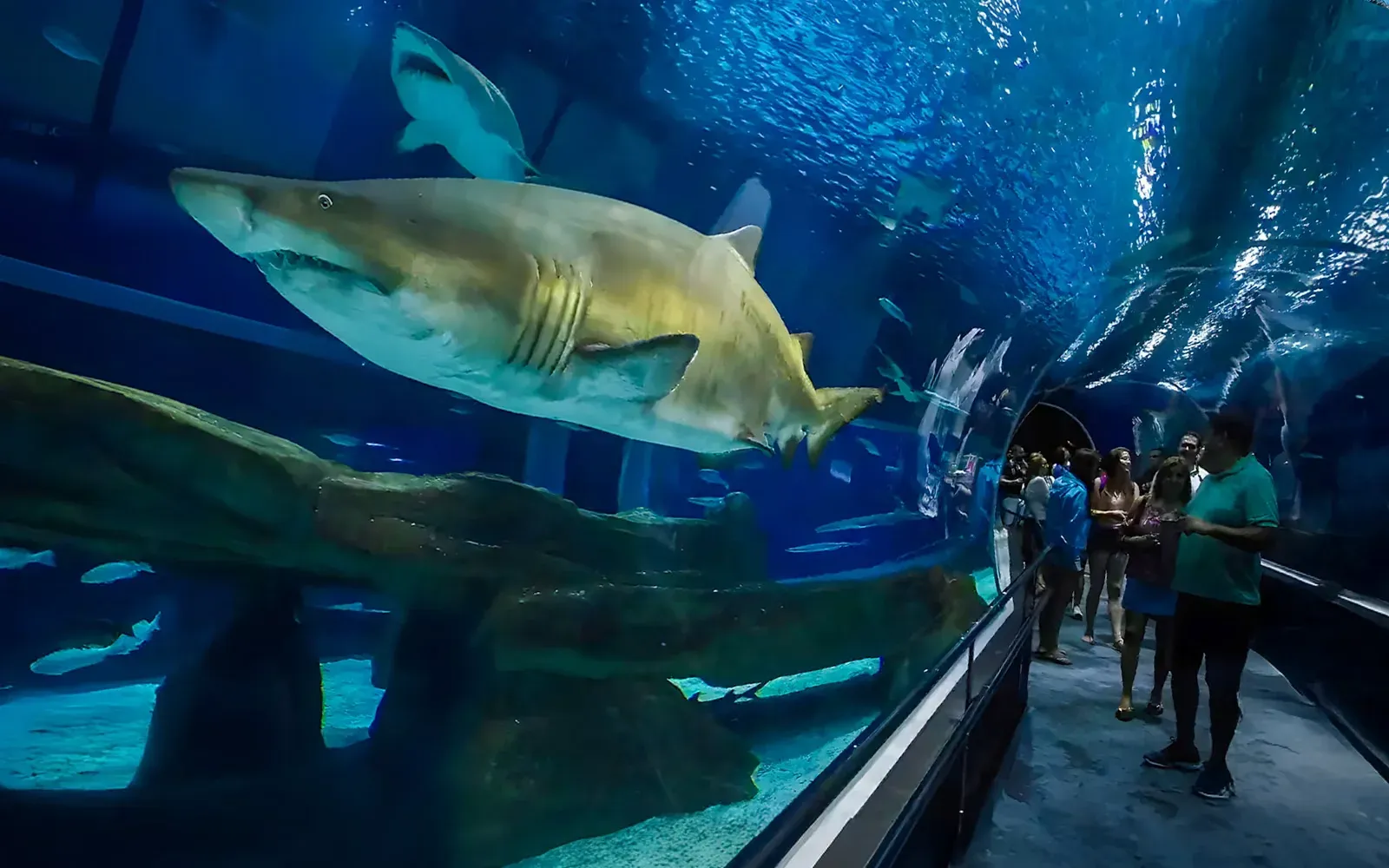 Brinde grátis: Promoção AquaRio: Criança até 11 Anos Entra Grátis com Adulto Pagante em Outubro