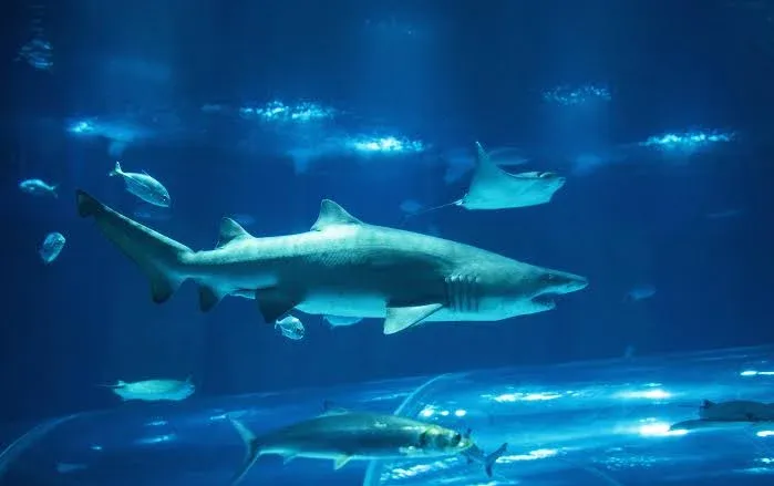Tubarão visto de perto através do vidro de um tanque do AquaRio